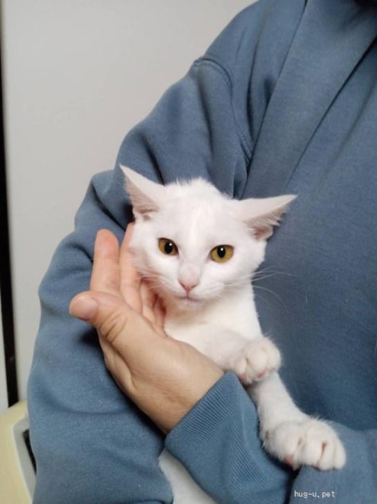 猫の里親募集】千葉県・雑種・短めのしっぽがカワイイ 白猫 雪ちゃん