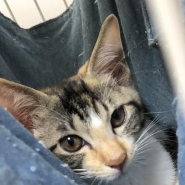猫の里親募集】埼玉県・雑種・とび三毛がとっても可愛い女の子♪美人