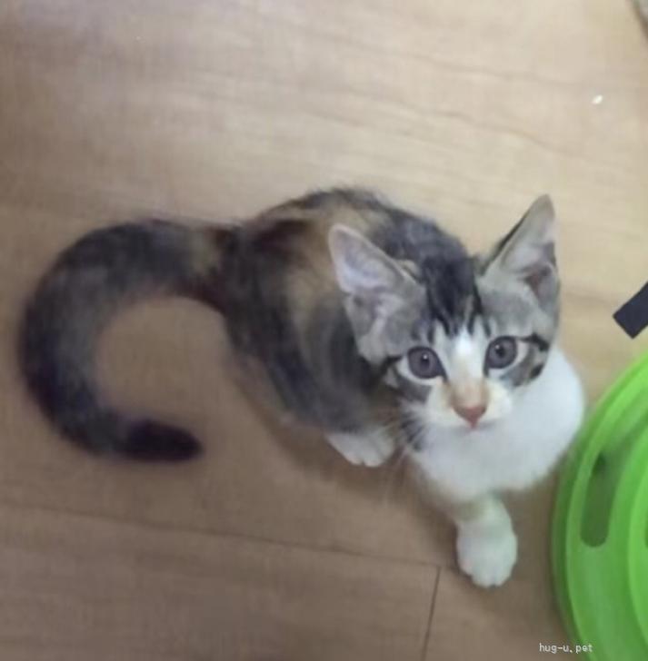みどり(別部屋にて猫を飼っております) 猫の里親募集】埼玉県・雑種・綺麗な縞三毛・遊び好き！人馴れOK