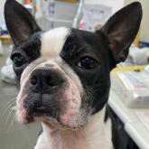 ボストンテリア