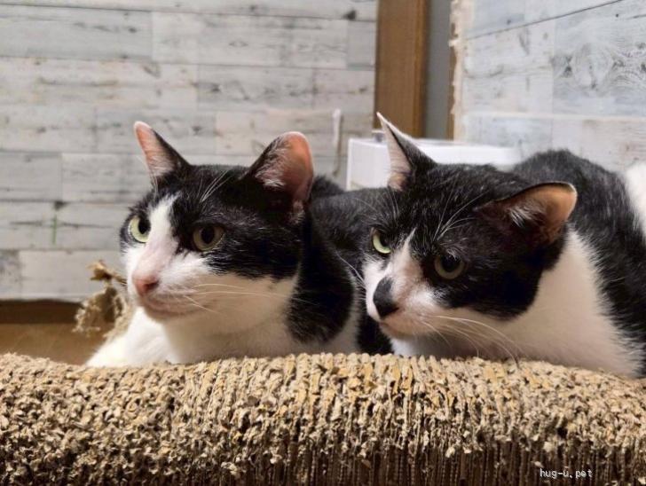 猫の里親募集】東京都・雑種・ほっこり笑顔にしてくれるそらまめくん