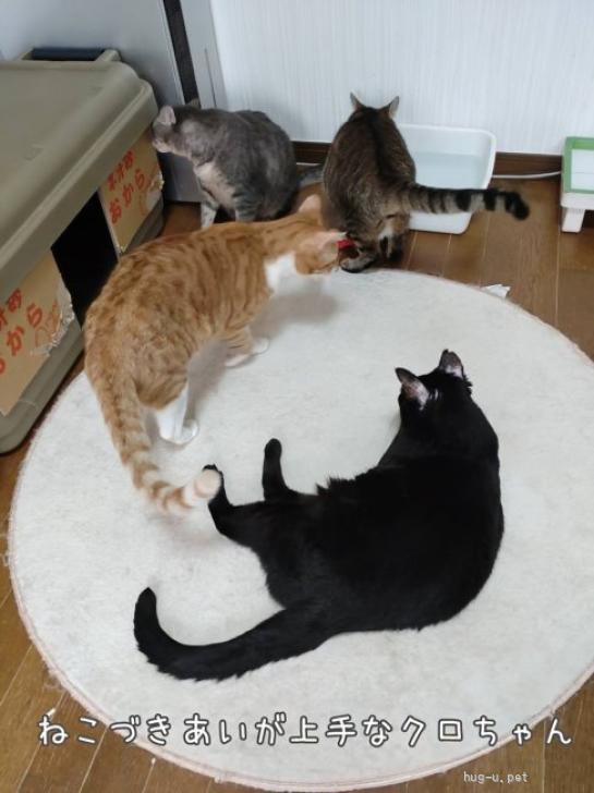 猫の里親募集】東京都・雑種・◇最凶地域猫からスリごろへ！クロちゃん
