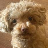 トイプードル
