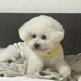 ビションフリーゼ