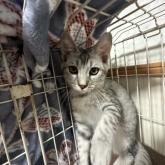 雑種