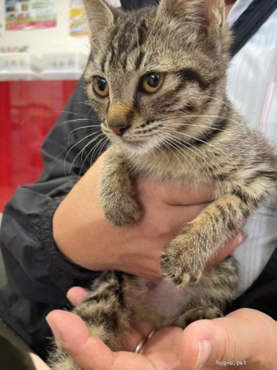 猫の里親募集】沖縄県・雑種・沖縄から来たキジトラちゃんメス推定2〜3ヶ月(人（ID:2402-00532）｜ハグー -みんなのペット里親情報