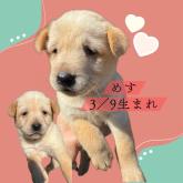 雑種