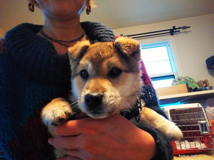 犬の里親募集 徳島県 雑種 柴犬風ミックス3ヶ月の男の子 Id 1902 ハグー みんなのペット里親情報 犬の里親募集 徳島県 雑種 柴犬風ミックス3ヶ月の男の子 Id 1902 ハグー みんなのペット里親情報