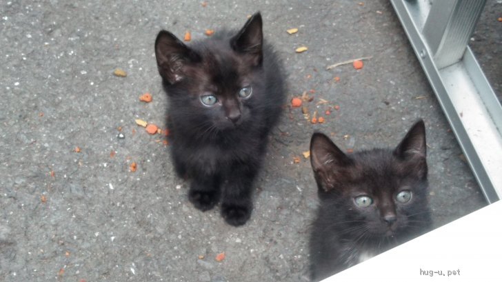 猫の里親募集 埼玉県 雑種 首とお腹に白い毛があります ハグー みんなのペット里親情報 Id 1910 000