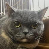 ブリティッシュショートヘア