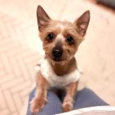 ヨークシャーテリア