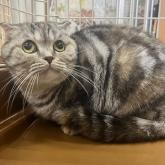 スコティッシュフォールド