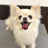 チワワ(ロング)