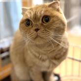 スコティッシュフォールド