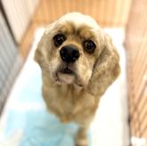 アメリカンコッカースパニエル