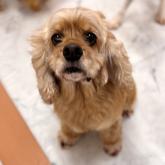 アメリカンコッカースパニエル