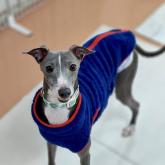 イタリアングレーハウンド