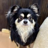 チワワ(ロング)