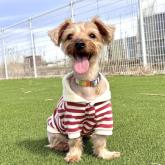 ヨークシャーテリア