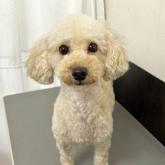 トイプードル