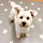 ミニチュアシュナウザー