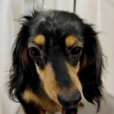 ミニチュアダックスフンド(ロング)