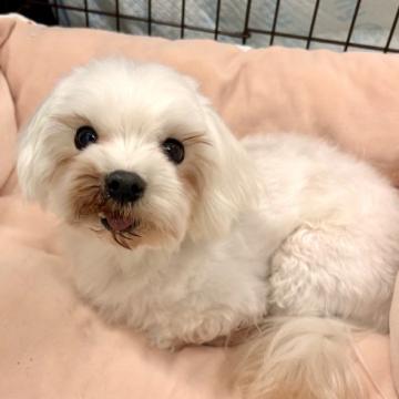 犬 × マルチーズの里親募集一覧｜ハグー -みんなのペット里親情報