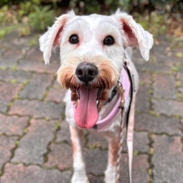 犬 × 関東 × ミニチュアシュナウザーの里親募集一覧｜ハグー -みんなの