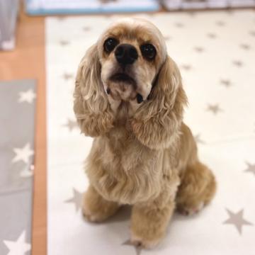犬 × 埼玉県 × アメリカンコッカースパニエルの里親募集一覧｜ハグー