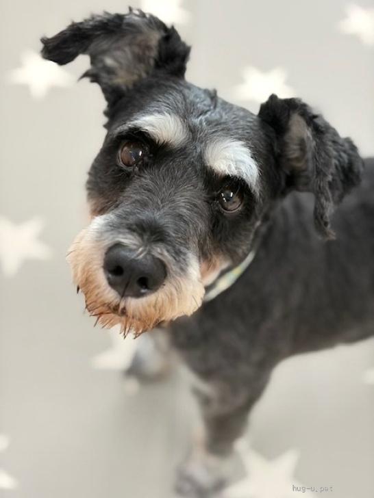 犬の里親募集】埼玉県・ミニチュアシュナウザー・愛がたりない（ID