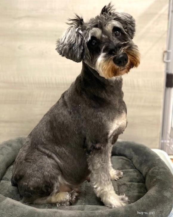 犬の里親募集】埼玉県・ミニチュアシュナウザー・全方位美少女登場（ID