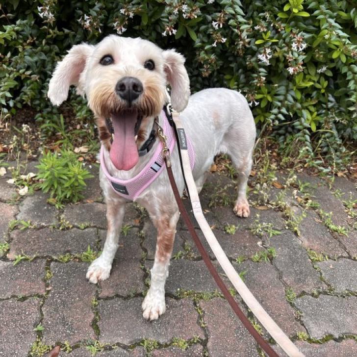 犬の里親募集】埼玉県・ミニチュアシュナウザー・そろそろママを卒業