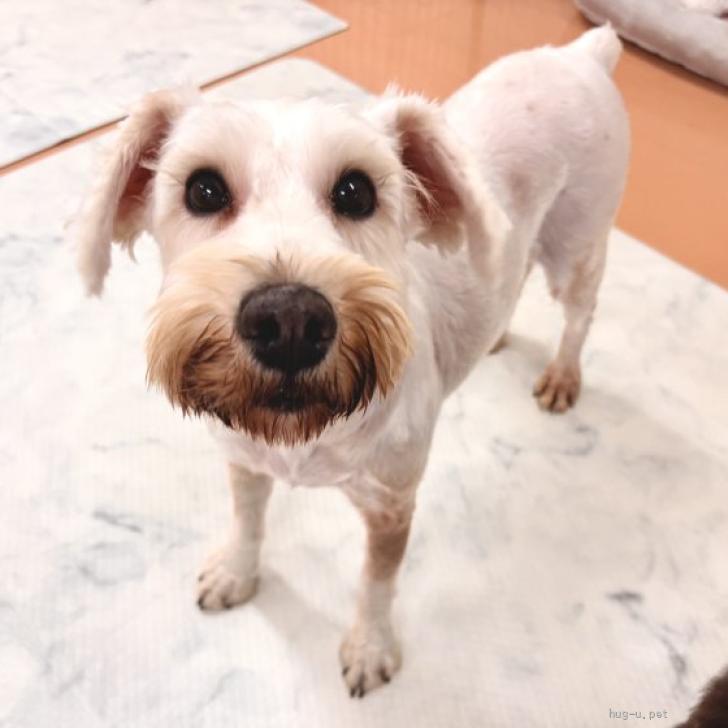 犬の里親募集】埼玉県・ミニチュアシュナウザー・そろそろママを卒業
