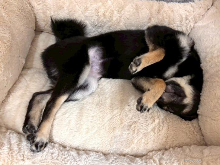 犬の里親募集】埼玉県・柴犬・【さいたま市】5月16日(土)譲渡会に参加