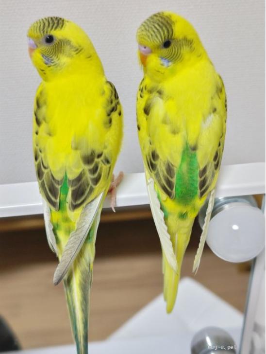 鳥の里親募集】埼玉県・インコ・手乗りセキセイインコ 幼鳥ペア オスとメス（ID:2401-01123）｜ハグー -みんなのペット里親情報