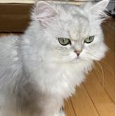ペルシャ