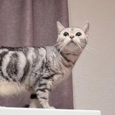 アメリカンショートヘア