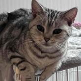 アメリカンショートヘア