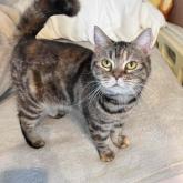 アメリカンショートヘア