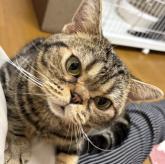 アメリカンショートヘア