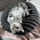 アメリカンショートヘア