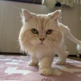 スコティッシュフォールド