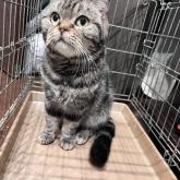 アメリカンショートヘア