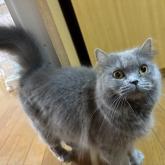 ブリティッシュショートヘア