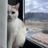 スコティッシュフォールド