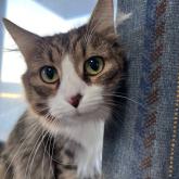 ノルウェージャンフォレストキャット