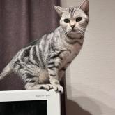 アメリカンショートヘア