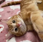 アメリカンショートヘア