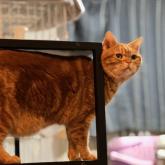 アメリカンショートヘア