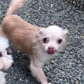 チワワ(ロング)